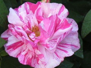 ROSA MUNDI (Historic) (Gallica)